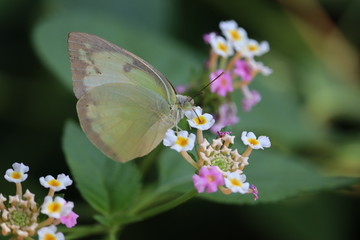 A small white or pieris rapae butterfly on lantana camara flowers