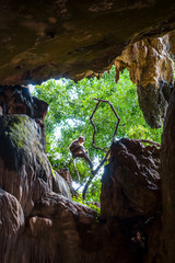 Monkey in a cave, Wat Suwan Kuha, Thailand