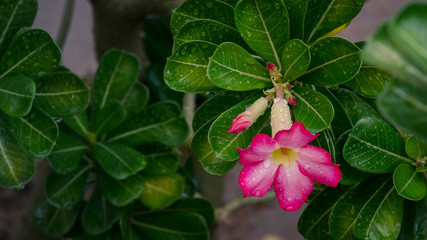 Rosal del desierto con gotas de rocio