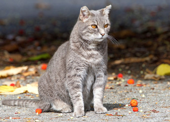 Feral stray gray farm cat sitting around debris fallen from tree on the ground looking to viewers...
