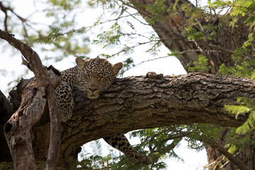 Obraz na płótnie Canvas A leopard (Panthera pardus) resting in the late afternoon - Tanzania 