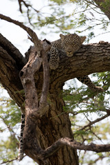 A leopard (Panthera pardus) resting in the late afternoon - Tanzania	