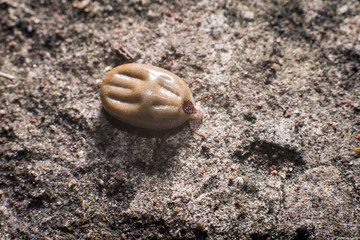 Close up of flea or cootie on the floor.