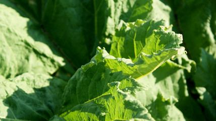 green large leaves of wild burdock through which the bright summer hot sun shines through