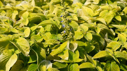 Obraz premium bright flowering field of yellow and green coleus on a hot summer day in the park