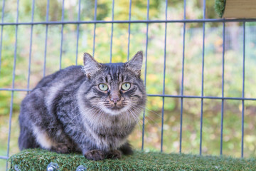 Main Coon Katze sitzt auf einem Brett