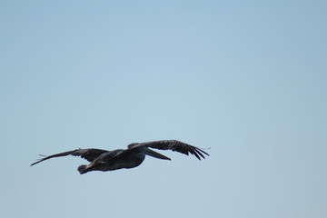 a beautiful pelican flying in the sky