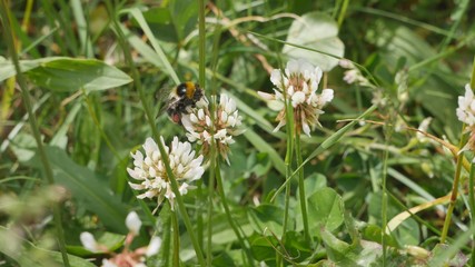Bumblebee collects honey on a flower.