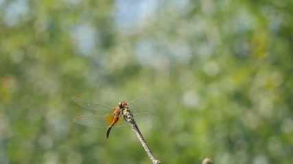 Dragonfly on a bush branch in a meadow.