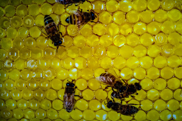 Honey bees flying stock photo
