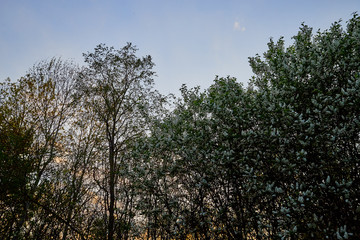 Tree branches against the blue sky with white clouds on a sunny day