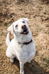 Freundlicher Hund sieht nach oben in die Kamera