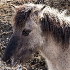 Portrait eines Konik