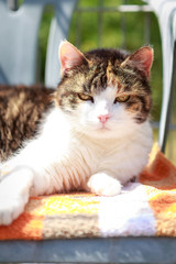 KAtze liegt entspannt in der Sonne