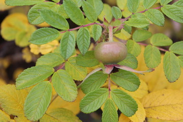  photo of green rosehip. the fruit ripens on the branch of a Bush.the fall time of the year.tree with yellow and Golden leaves.the yield of vitamins.