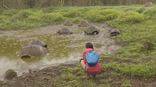 Galapagos Giant Tortoise on Santa Cruz Island in Galapagos Islands. Tourist photographing group of many Galapagos tortoises bathing in water hole. Animals, nature and wildlife video, Galapagos.