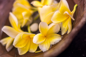 yellow balinese frangipani flower in a bowl of water background