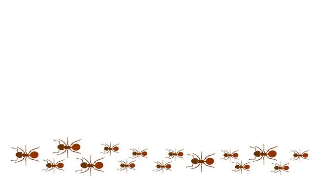 White background Many ants follow in rows.