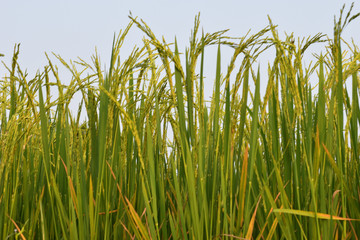 Obraz premium paddy power in india or paddy tree on out door