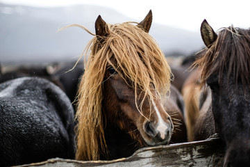 Portrait d'un cheval islandais avec une belle crinière sous la pluie 