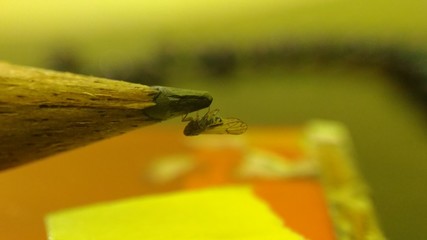 Moth on pension tip