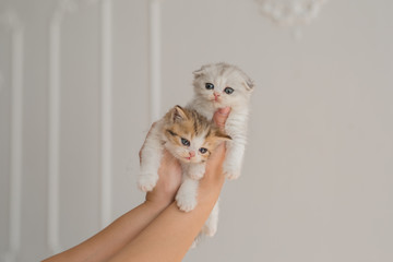 two cute little fold British british kittens in the arms of a man on a white background