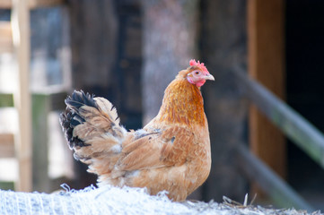 Brown hen in the farm from close by