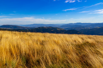 Bright yellow tall dry grass against the background of autumn mountains and a blue sky