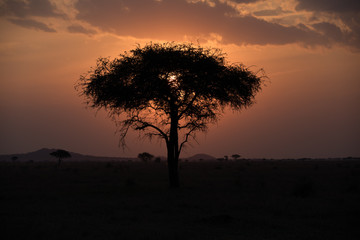 Fototapeta na wymiar Sunset in Africa with acacia trees and orange glow. 
