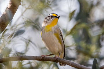 Striated Pardalote in Australia
