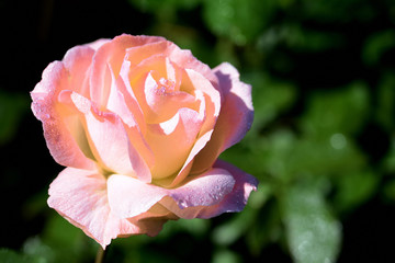 Beautiful rose flower covered with dew drops in the early morning in a summer garden close-up