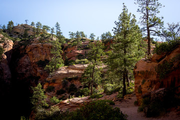 Pine Trees Atop Pink and Orange Cliffs in Zion