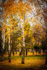 Fototapeta premium Birch with yellow leaves in the city autumn park.