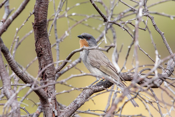 Gilbert's Whistler in Australia