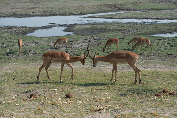 Impala fight, deer fight, Springbok, South Africa, Wildlife, Safari