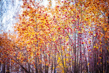 Rowan trees on the background of the autumn city park.