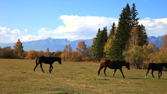 A herd of brown horse in a meadow at a warm autumn day on baskground of the yellowed forest and the East Sayan Mountains on sunset 