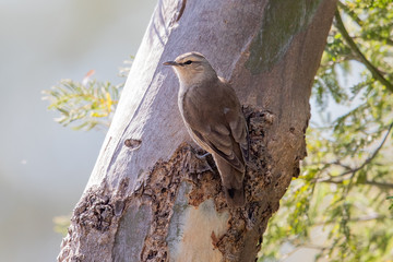 Brown Treecreeper in Australia