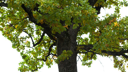 Fototapeta na wymiar Big oak tree.