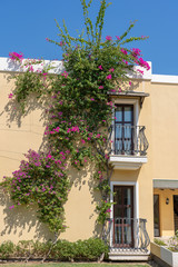 Fototapeta na wymiar Decorative balcony of a house and flower tree on the wall in Turkey