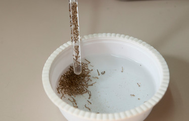 Mosquito larvae tested for vaccine