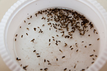 Mosquito larvae tested for vaccine