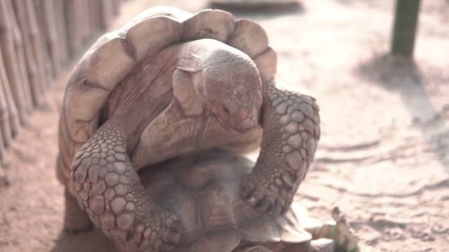 Slow motion clip,Giant turtles are breeding naturally.