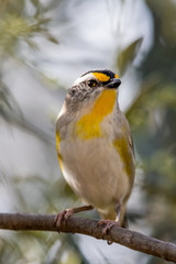 Striated Pardalote in Australia