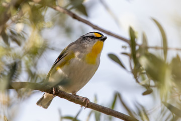Striated Pardalote in Australia