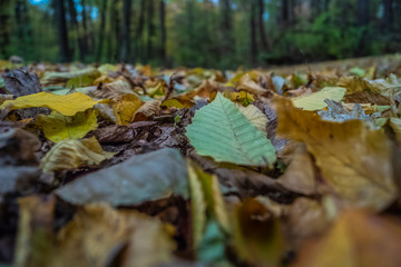 The colors of autumn forest, Kiev, Ukraine stock photo