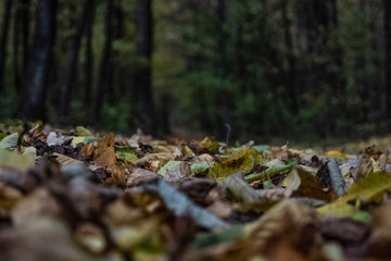 The colors of autumn forest, Kiev, Ukraine stock photo