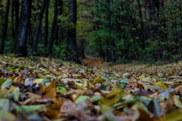 Obraz na płótnie Canvas The colors of autumn forest, Kiev, Ukraine stock photo