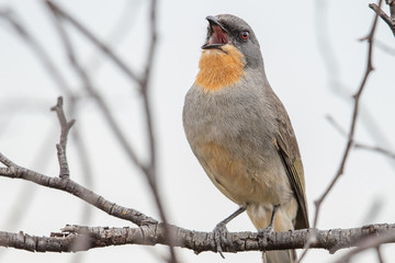 Gilbert's Whistler in Australia