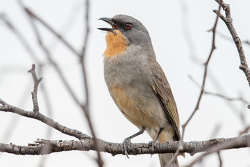 Gilbert's Whistler in Australia